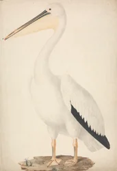 Pelecanus onocrotalus (Grote witte pelikaan)