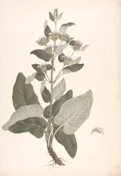 Phlomis herba-venti L. : afgewerkte tekening