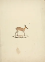 Ongeïdentificeerde madogua (Dik-dik)