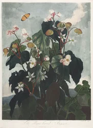De tempel van Flora, of de tuin van de natuur: De schuinbladige begonia, 1800