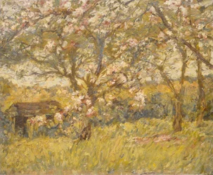 Appelbloesem