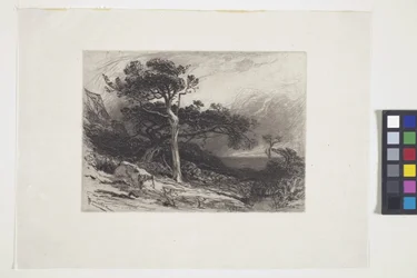 Oude ceders, kust van Maine