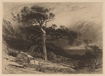 Oude Ceders, Kust van Maine
