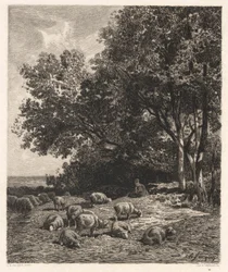 Schapen grazen