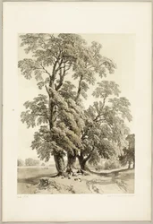 Iep, uit Het Park en het Bos