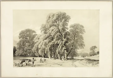 Platanen, uit Het park en het bos