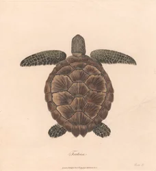 Schildpad