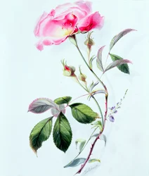 Een roos