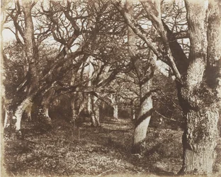 Een Blik in Leigh Woods, 1853-56