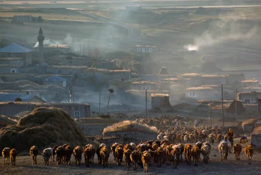 Een grote kudde vee trekt door een stoffig plattelandsdorp. Enrentepe, Turkije.