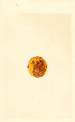 Sinaasappel (Poncirus trifoliata) (aquarel)
