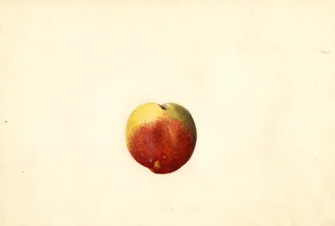 Perzik ( Prunus persica: Elberta) (aquarel)