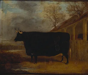 Een zwarte stier bij een koeienstal, met daarachter een uitgestrekt landschap
