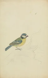 Een pimpelmees