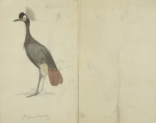 Een Kraanvogel