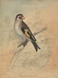 Een Europese distelvink