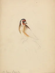 Een Europese distelvink