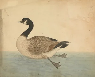 Een Gans