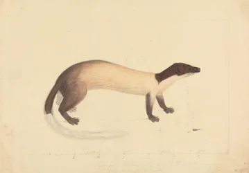 Een Wezel