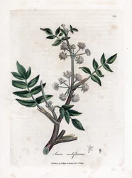 Watereppe, Sium nodiflorum. Illustratie van James Sowerby uit William Woodville en Sir William Jackson Hooker
