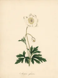 Sneeuwklokjesanemoon, Anemone sylvestris. Illustratie van James Sowerby in William Curtis
