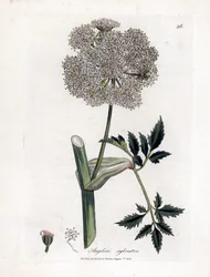 Wilde engelwortel, Angelica sylvestris. Illustratie van James Sowerby uit William Woodville en Sir William Jackson Hooker
