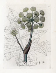 Tuinengelwortel, Angelica archangelica. Illustratie van James Sowerby uit William Woodville en Sir William Jackson Hooker