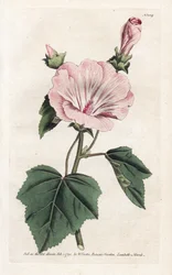 Jaarlijkse paarse of kwartaal lavater