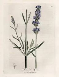 Apic lavendel. Handgekleurde kopergravure uit een tekening door James Sowerby (1757-1822), in 