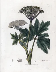 Keizerskruid, Imperatoria ostruthium. Illustratie van James Sowerby uit William Woodville en Sir William Jackson Hooker