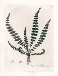 Zwart haarmos, Asplenium trichomanes. Illustratie van James Sowerby uit William Woodville en Sir William Jackson Hooker