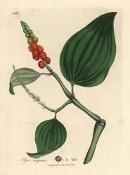 Zwarte peper