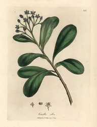 Blauw bloeiende, laurierbladige canella, Canella alba