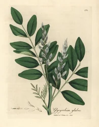 Blauw bloeiende gewone zoethout, Glycyrrhiza glabra