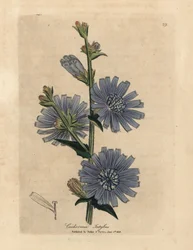 Blauw bloeiende wilde cichorei, Cichorium intybus