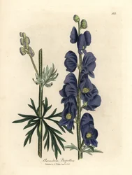 Blauwbloemige monnikskap, Aconitum napellus
