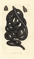 Snoerworm, Lineus longissimus. Handgekleurde kopergravure door James Sowerby uit The British Miscellany, of Coloured figures of new, rare, or little known animal subjects.