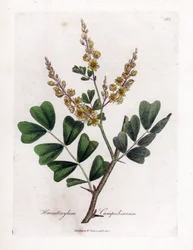 Campeche of campeche hout - Logwood, Haematoxylum campechianum. Handgekleurde kopergravure uit een botanische illustratie door James Sowerby uit William Woodville en Sir William Jackson Hooker