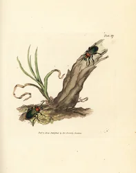 Carabus nitens kever
