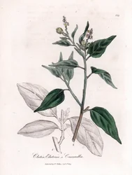 Cascarilla, Croton eluteria. Illustratie van James Sowerby uit William Woodville en Sir William Jackson Hooker