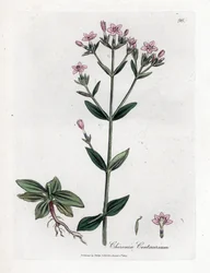 Centaurie Chironia - Centaurie, Chironia centaurium. Handgekleurde kopergravure uit een botanische illustratie door James Sowerby uit William Woodville en Sir William Jackson Hooker