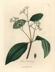 Kaneelboom, Laurus cinnamomum