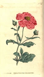 Cistus - Grijze cistusroos, Cistus incanus. Handgekleurde kopergravure en botanische illustratie door James Sowerby uit William Curtis