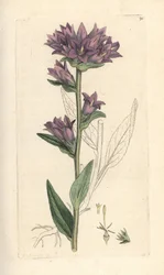 Geknoopte klokjesbloem, Campanula glomerata. Handgekleurde kopergravure naar een illustratie door James Sowerby uit James Smith