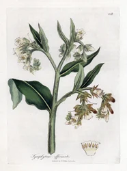 Smeerwortel, Symphytum officinale. Illustratie van James Sowerby uit William Woodville en Sir William Jackson Hooker