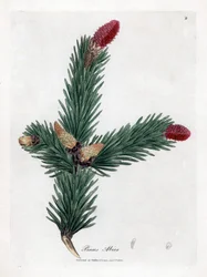 Gewone Epicea - Noorse spar, Pinus abies. Handgekleurde kopergravure uit een botanische illustratie door James Sowerby uit William Woodville en Sir William Jackson Hooker
