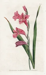 Gewone Gladiool - Lithografie door James Sowerby (1757-1822), uit het Botanical Magazine van William Curtis (1746-1799)