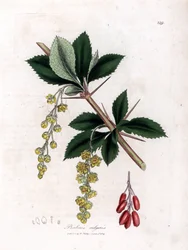 Gewone berberis - Gewone berberis, Berberis vulgaris
