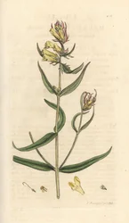 Gewone helmkruid, Melampyrum pratense (Melampyre des pres, Wood millet, Cochelet, Gele bonenkruid) Handgekleurde kopergravure naar een illustratie van James Sowerby uit James Smith