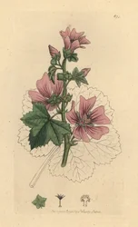 Kaasjeskruid, Malva sylvestris, handgekleurde kopergravure naar een tekening van James Sowerby voor James Smith